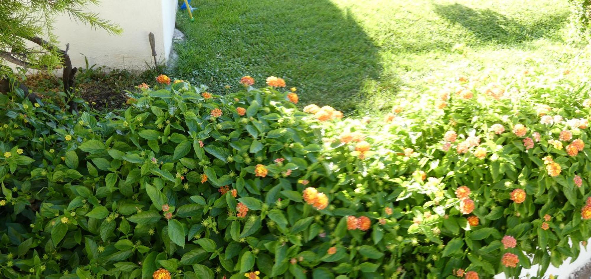 B&B Oliena Dış mekan fotoğraf